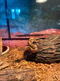 Adult ball python & 4 ft X 2ft X 2ft terrarium