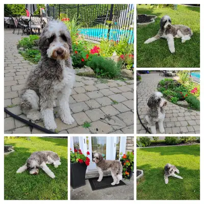 Goldendoodle - ADOPTÉ, View more