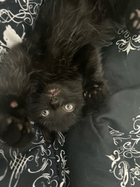 2 Black Bombay Kittens.