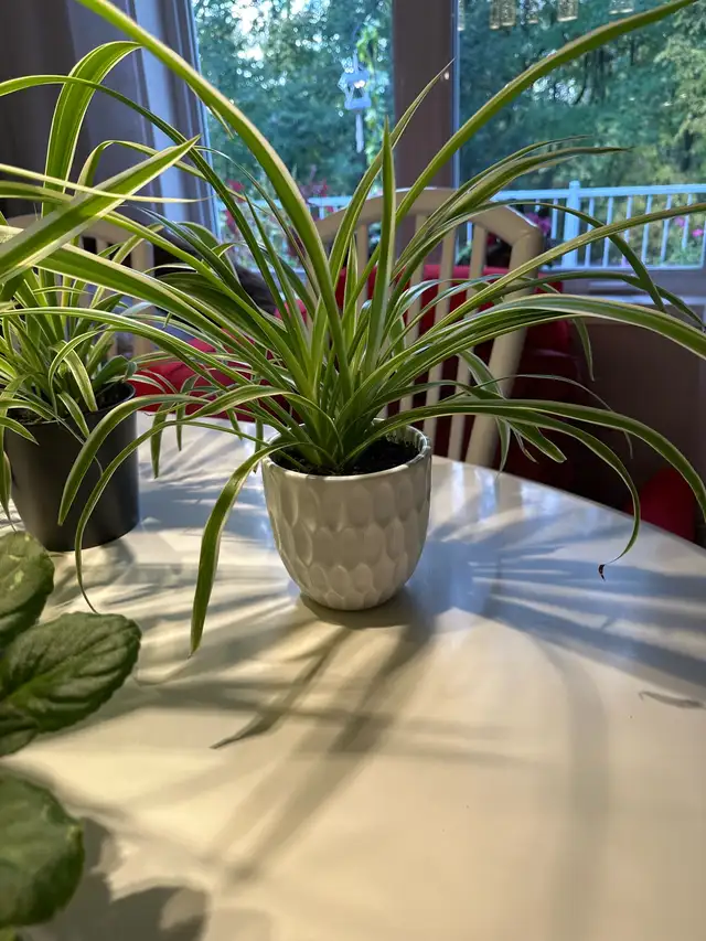 spider plant or violet plant in Home Décor & Accents in Laval / North Shore - Image 5