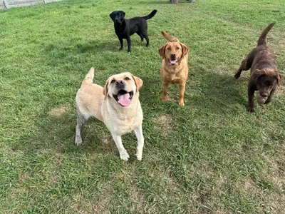Starstruck Labradors - Guardian Program Dogs, View more