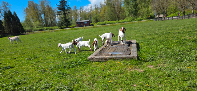 Boer x saanen goat kids for sale. in Livestock in Abbotsford - Image 4