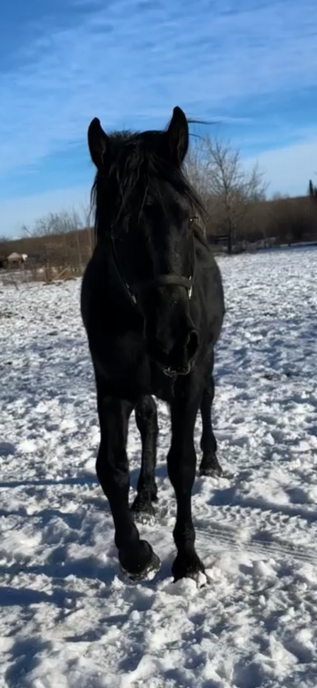 Last chance 50/50 Friesian Percheron Stallion in Horses & Ponies for Rehoming in Dawson Creek - Image 4