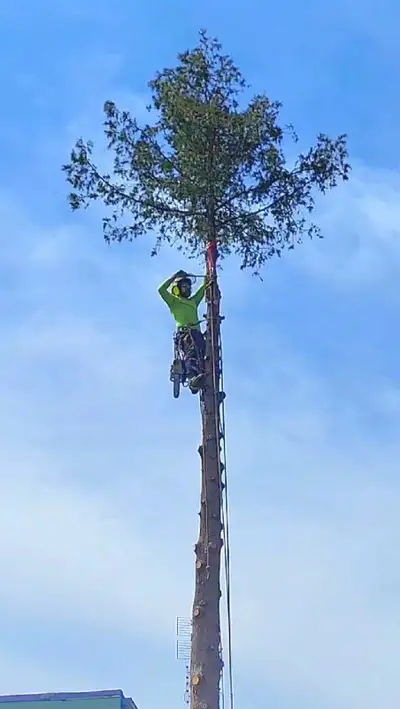 Tree Pruning 647 654-1884, View more