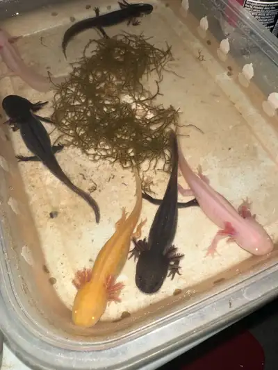 axolotls for sale! , View more
