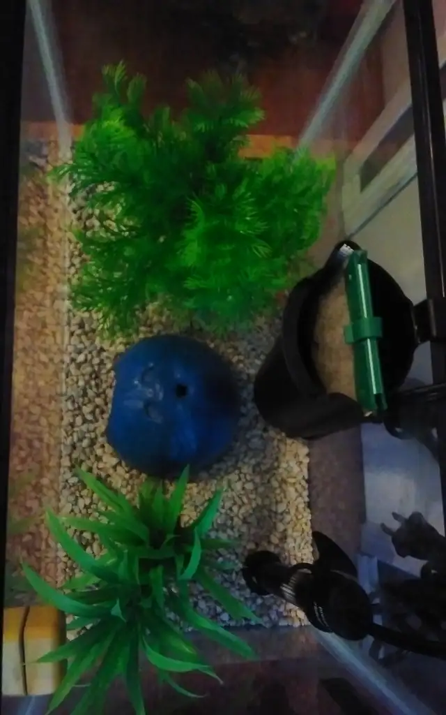 Many small aquariums for sale price in description. in Fish for Rehoming in Saint John - Image 9