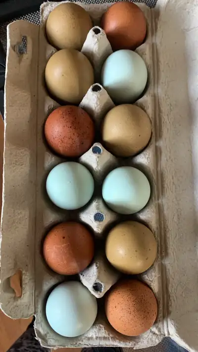 I have 2 dozen eggs in my incubator due to hatch this weekend. My roo is a Blue Ameracauna, and my h...