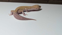 RAPTOR Leopard Gecko 