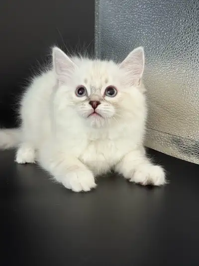 BC Siberian Neva Kittens Finding New Home, View more