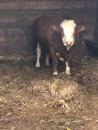 Simmental bull