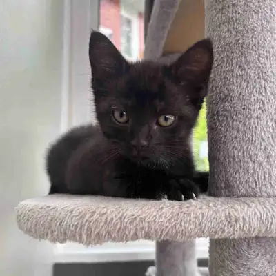 Kitten for Sale- American Shorthair Tabby, View more