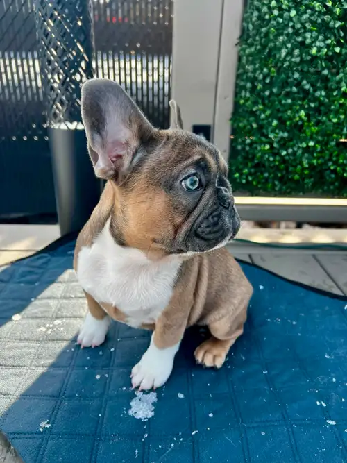 Élevage de baby frenchies (FB) 2 chiots encore disponibles!!! Mini-croquette fauve yeux gris et Figa...