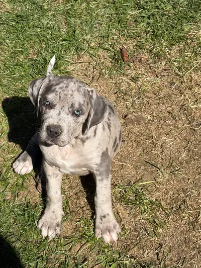 A gorgeous selection of Cane Corso x puppies from our male & female. Born March.6.26 Photo of parent...