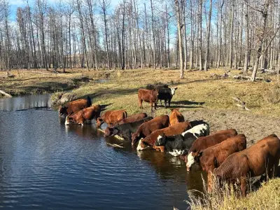 17 mix bred heifers for sale. Preg checked by vet- confirmed due for April/May calving. Bred to a re...