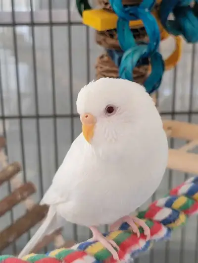 1.5 year old female albino budgie. She will come with a small cage for travel.
