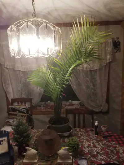 Large Majesty Palm, View more