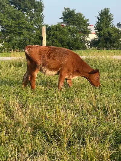 Registered Shorthorn Heifers, View more
