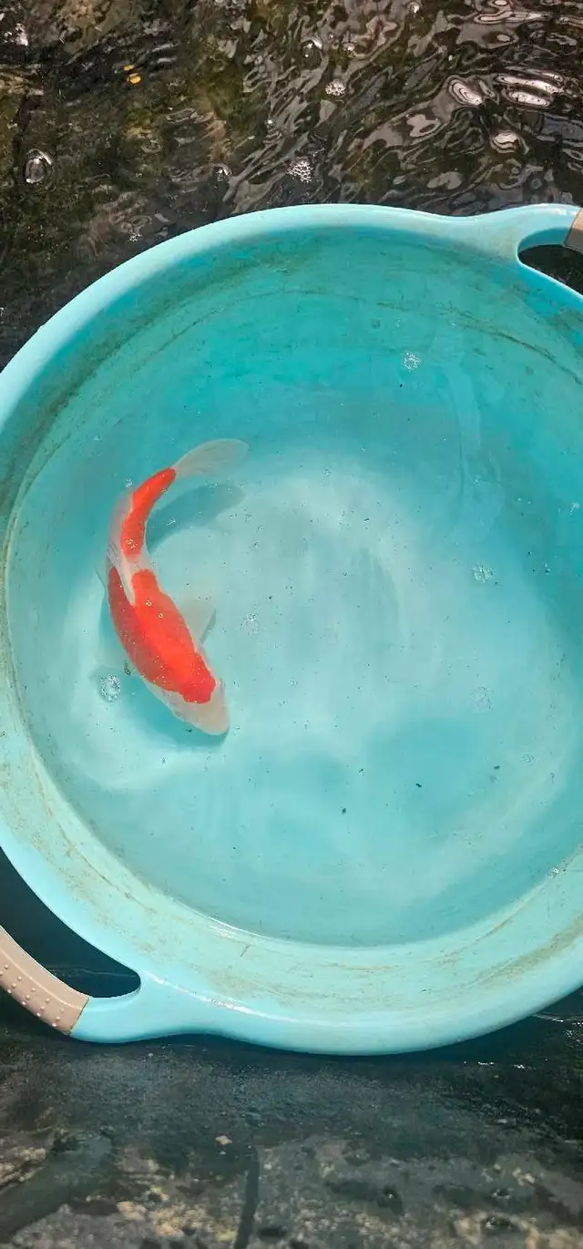 Japanese koi in Fish for Rehoming in Calgary - Image 10