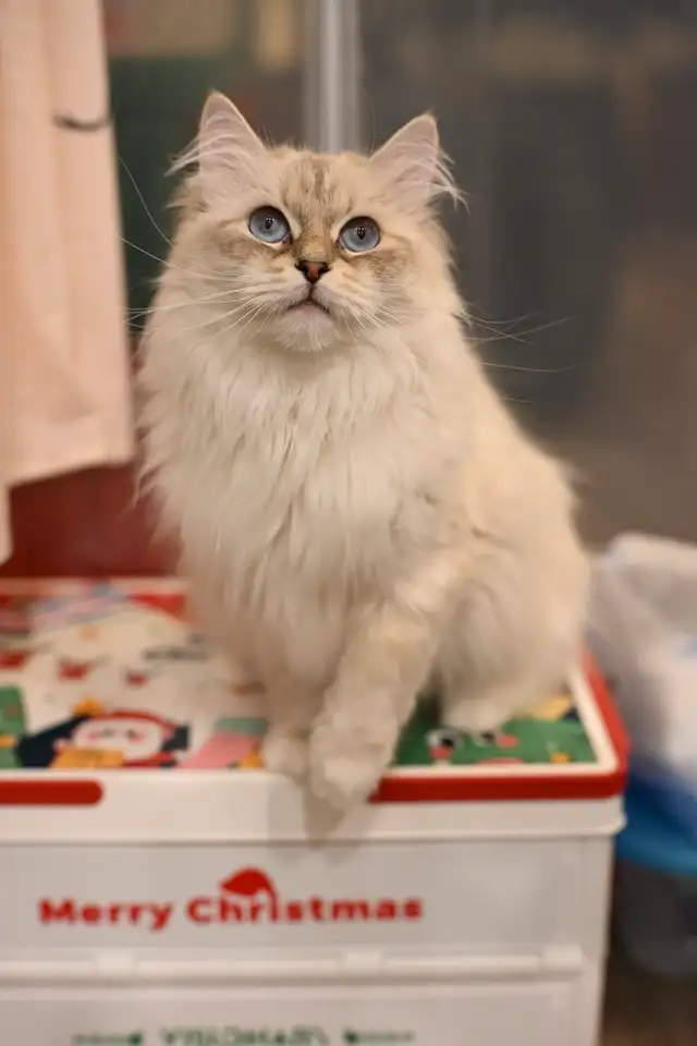 Pedigree Siberian Kittens in Cats & Kittens for Rehoming in Delta/Surrey/Langley - Image 3