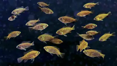 Blue Tilapia fingerlings 1 1/4 inches and up for sale. Spring is here!. Control algae in your pond w...