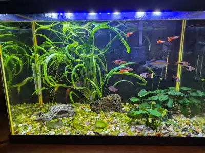 aquarium 20 gal, View more