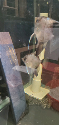 Breeding pair angelfish