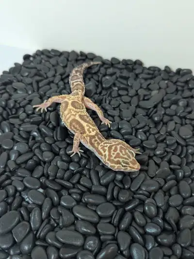 Tug Snow Tremper Albino , View more