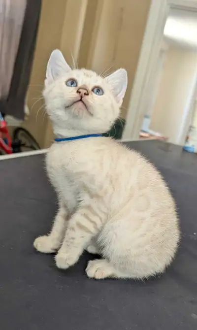 TICA Snow Bengal kittens ready to go, View more