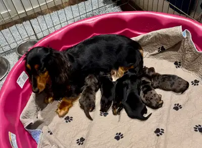 CKC Registered Mini Longhaired Dachshund Puppies, View more