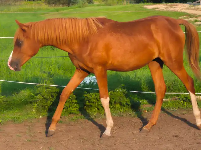 Yearling Arabian filly for sale in Horses & Ponies for Rehoming in Owen Sound - Image 3