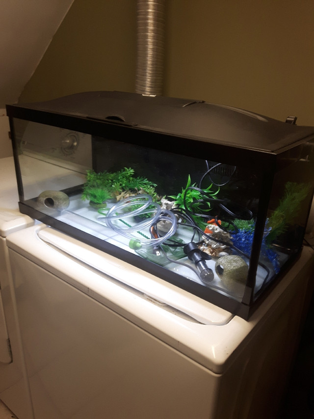 20 Gallon Long Aquarium with LED Lighted Hood | Fish for Rehoming |  Mississauga / Peel Region | Kijiji