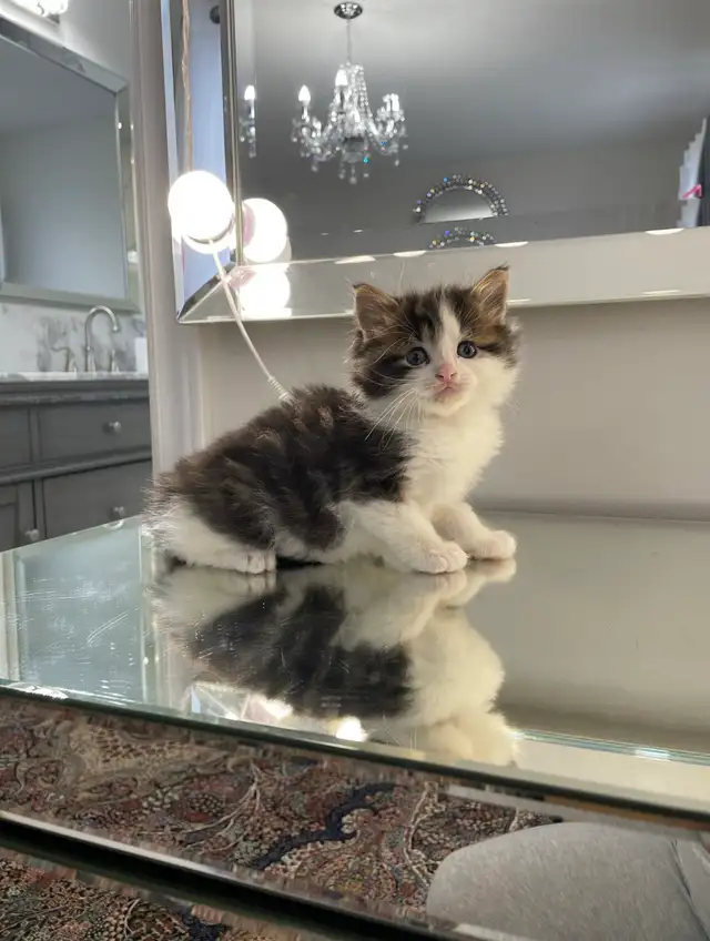 ⭐️Maine Coon Kittens⭐️ - Health Card &amp; Samples -