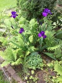 Iris plants for sale 