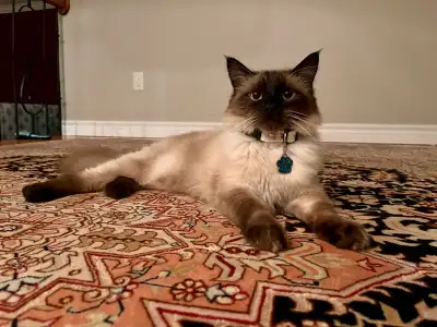 Himalayan / Siamese Cat, View more