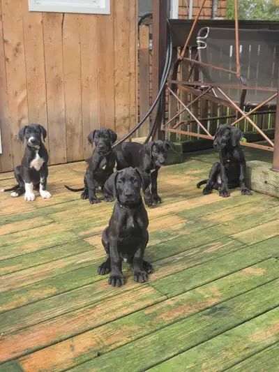 Great Dane Puppies, View more