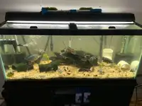 75 Gallon Aquarium with Stand 