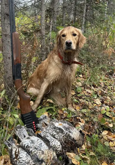 Golden retriever puppies on the way!, View more