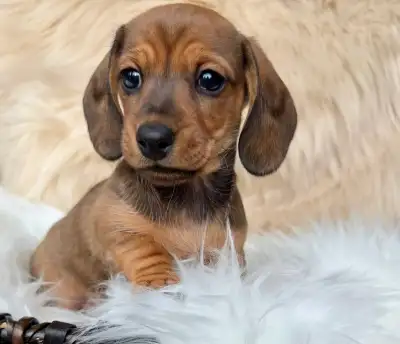dachshunds puppies, View more