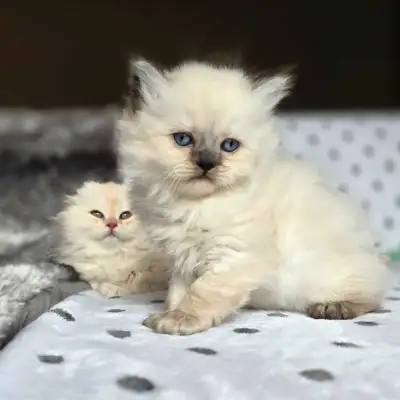 Beautiful Ragdoll x Highland-fold Kittens