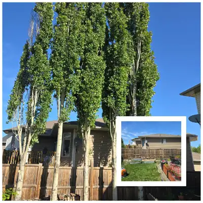 Black Out Tree Removal, View more