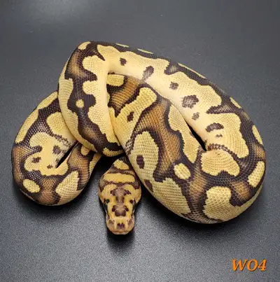 Yearling Ball Pythons, View more