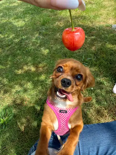 Cavalier King Charles Spaniel, View more