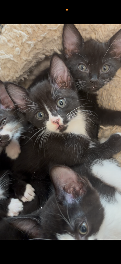 Adorable ragdoll Russian blue mix kittens, View more