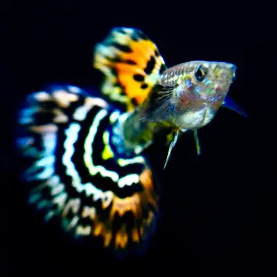 Elevate Your Tank with Premium Guppies, View more
