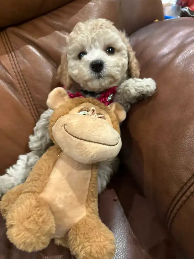 Gorgeous female Bichonpoo puppy in Dogs & Puppies for Rehoming in City of Toronto - Image 2