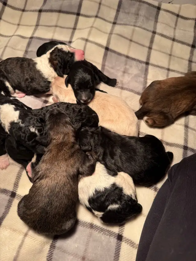 Bernedoodles F1B**only 3 pups to reserve** in Dogs & Puppies for Rehoming in Fredericton - Image 9