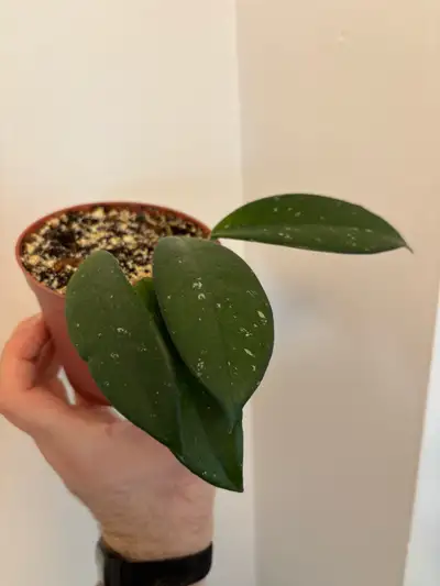 Hoya Carnosa, View more