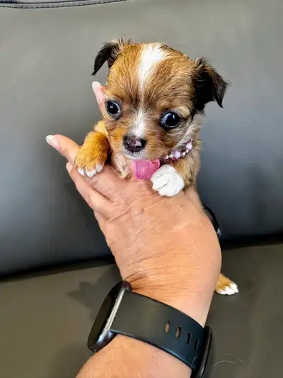 Nouvelle Portée De Chihuahua, View more