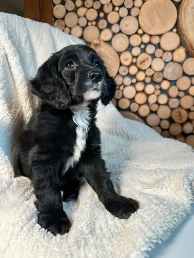 We have one gorgeous Cockapoo boy ready for his forever home! Available: • 1 Black & White Male This...