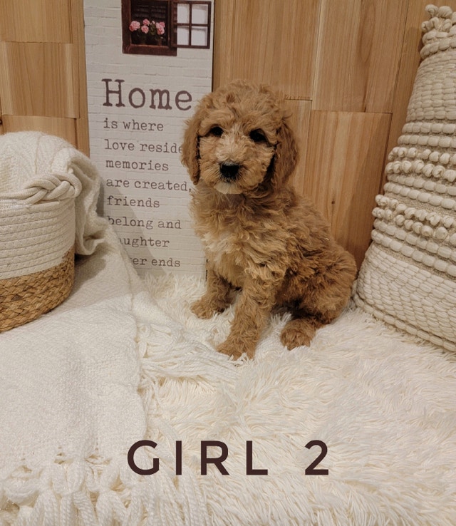 Labradoodle Puppies Dogs & Puppies for Rehoming Markham / York